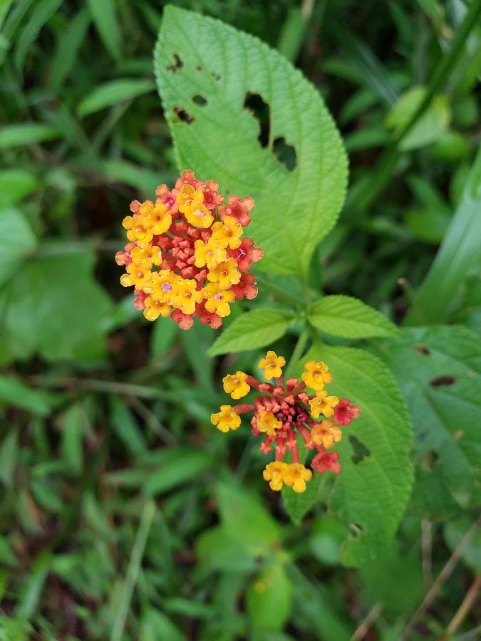 Las Pavitas Cottages La Fortuna Esterno foto